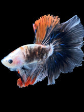 Load image into Gallery viewer, Male Halfmoon - Tancho #1831 - Live Betta Fish
