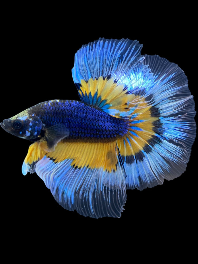 Male Halfmoon - Fancy Dragon #1832 - Live Betta Fish