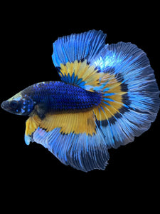Male Halfmoon - Fancy Dragon #1832 - Live Betta Fish