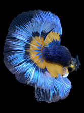 Load image into Gallery viewer, Male Halfmoon - Fancy Dragon #1832 - Live Betta Fish
