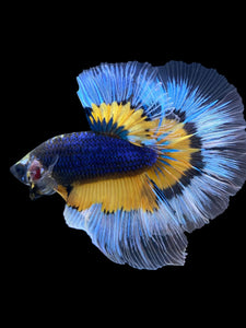 Male Halfmoon - Fancy Dragon #1832 - Live Betta Fish