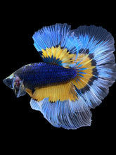 Load image into Gallery viewer, Male Halfmoon - Fancy Dragon #1832 - Live Betta Fish
