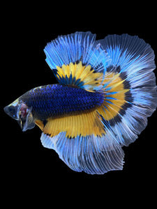 Male Halfmoon - Fancy Dragon #1832 - Live Betta Fish