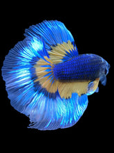 Load image into Gallery viewer, Male Halfmoon - Fancy Dragon #1832 - Live Betta Fish
