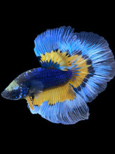 Load image into Gallery viewer, Male Halfmoon - Fancy Dragon #1832 - Live Betta Fish
