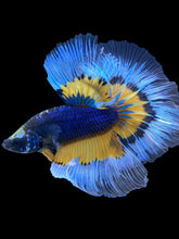 Load image into Gallery viewer, Male Halfmoon - Fancy Dragon #1832 - Live Betta Fish

