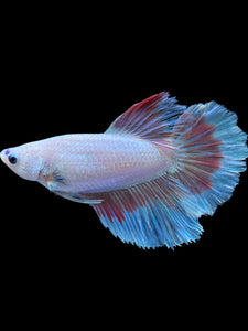 TOP GRADE Female Halfmoon - Red Butterfly #1834 - Live Betta Fish