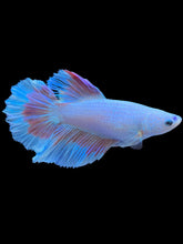 Load image into Gallery viewer, TOP GRADE Female Halfmoon - Red Butterfly #1834 - Live Betta Fish
