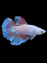 Load image into Gallery viewer, TOP GRADE Female Halfmoon - Red Butterfly #1834 - Live Betta Fish
