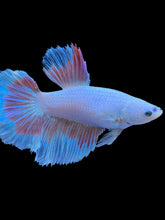 Load image into Gallery viewer, TOP GRADE Female Halfmoon - Red Butterfly #1834 - Live Betta Fish
