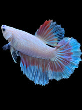 Load image into Gallery viewer, TOP GRADE Female Halfmoon - Red Butterfly #1834 - Live Betta Fish

