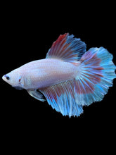 Load image into Gallery viewer, TOP GRADE Female Halfmoon - Red Butterfly #1834 - Live Betta Fish
