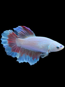 TOP GRADE Female Halfmoon - Red Butterfly #1834 - Live Betta Fish