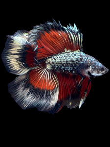 Male Fullmoon - Fancy Copper #1835 - Live Betta Fish