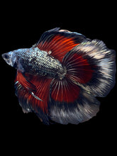Load image into Gallery viewer, Male Fullmoon - Fancy Copper #1835 - Live Betta Fish
