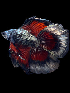 Male Fullmoon - Fancy Copper #1835 - Live Betta Fish