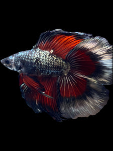 Male Fullmoon - Fancy Copper #1835 - Live Betta Fish