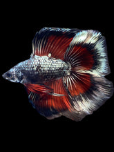 Load image into Gallery viewer, Male Fullmoon - Fancy Copper #1835 - Live Betta Fish
