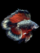 Load image into Gallery viewer, Male Fullmoon - Fancy Copper #1835 - Live Betta Fish
