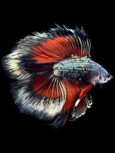 Load image into Gallery viewer, Male Fullmoon - Fancy Copper #1835 - Live Betta Fish
