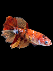 TOP GRADE Female Rosetail - Galaxy #1836 - Live Betta Fish