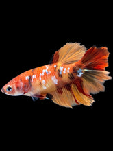 Load image into Gallery viewer, TOP GRADE Female Rosetail - Galaxy #1836 - Live Betta Fish
