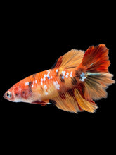 Load image into Gallery viewer, TOP GRADE Female Rosetail - Galaxy #1836 - Live Betta Fish
