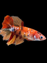 Load image into Gallery viewer, TOP GRADE Female Rosetail - Galaxy #1836 - Live Betta Fish
