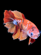 Load image into Gallery viewer, TOP GRADE Female Rosetail - Galaxy #1836 - Live Betta Fish
