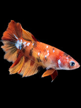 Load image into Gallery viewer, TOP GRADE Female Rosetail - Galaxy #1836 - Live Betta Fish
