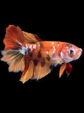 Load image into Gallery viewer, TOP GRADE Female Rosetail - Galaxy #1836 - Live Betta Fish
