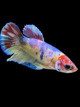 Load image into Gallery viewer, Female Halfmoon Plakat - Multicolor #1837 - Live Betta Fish

