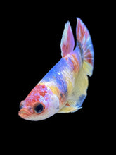 Load image into Gallery viewer, Female Halfmoon Plakat - Multicolor #1837 - Live Betta Fish
