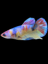 Load image into Gallery viewer, Female Halfmoon Plakat - Multicolor #1837 - Live Betta Fish
