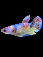 Load image into Gallery viewer, Female Halfmoon Plakat - Multicolor #1837 - Live Betta Fish
