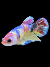 Load image into Gallery viewer, Female Halfmoon Plakat - Multicolor #1837 - Live Betta Fish
