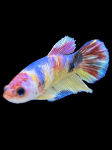 Female Halfmoon Plakat - Multicolor #1837 - Live Betta Fish