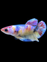 Load image into Gallery viewer, Female Halfmoon Plakat - Multicolor #1837 - Live Betta Fish
