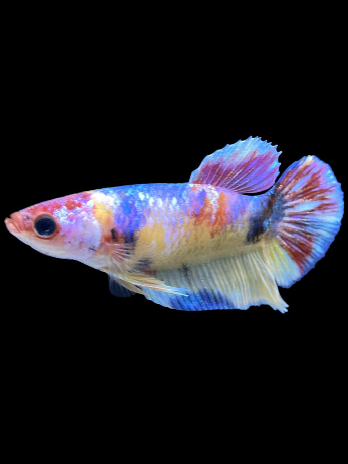 Female Halfmoon Plakat - Multicolor #1837 - Live Betta Fish
