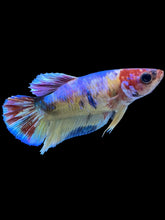 Load image into Gallery viewer, Female Halfmoon Plakat - Multicolor #1837 - Live Betta Fish
