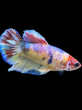 Load image into Gallery viewer, Female Halfmoon Plakat - Multicolor #1837 - Live Betta Fish
