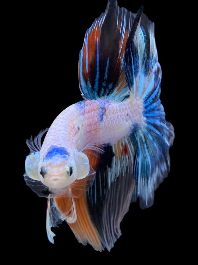 Male Halfmoon - Galaxy #1838 - Live Betta Fish