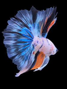 Male Halfmoon - Galaxy #1838 - Live Betta Fish