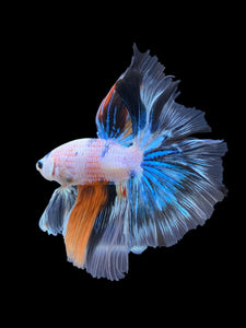 Male Halfmoon - Galaxy #1838 - Live Betta Fish