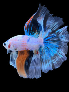 Male Halfmoon - Galaxy #1838 - Live Betta Fish