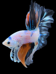 Male Halfmoon - Galaxy #1838 - Live Betta Fish