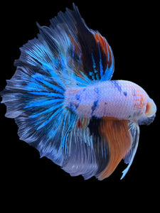 Male Halfmoon - Galaxy #1838 - Live Betta Fish
