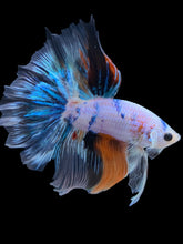Load image into Gallery viewer, Male Halfmoon - Galaxy #1838 - Live Betta Fish
