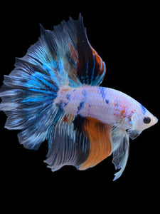 Male Halfmoon - Galaxy #1838 - Live Betta Fish