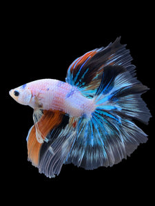 Male Halfmoon - Galaxy #1838 - Live Betta Fish